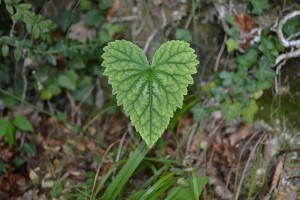 trek salam montagne - feuille - fleurs - coeur