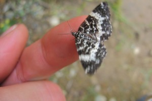 papillon doigt Beauté